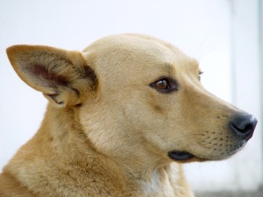 Köpek kafası
