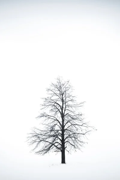 Одно дерево — стоковое фото