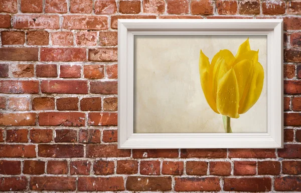 Yellow tulip — Stock Photo, Image