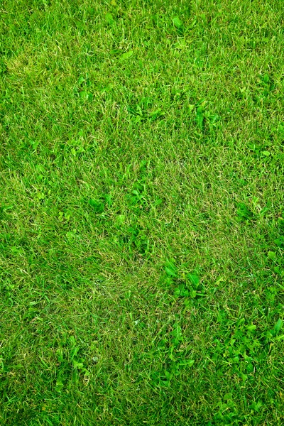 Groene zomer gras — Stockfoto