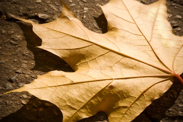 Autumn leaf — Stock Photo, Image