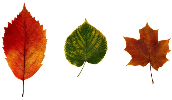 Herbstblätter — Stockfoto