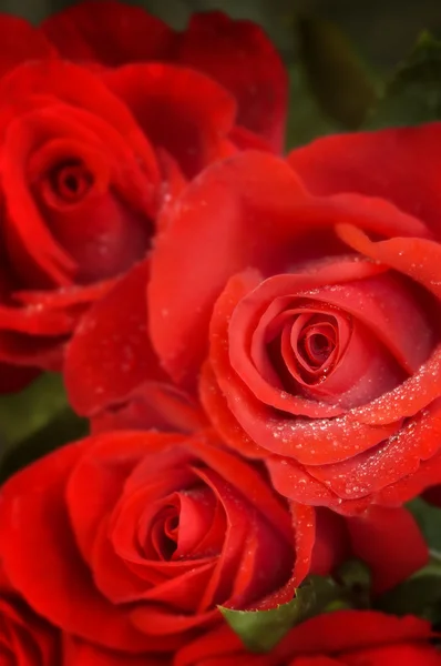 Rosas em macro (especial macio fx, ponto de foco em thr mais próximo flowe — Fotografia de Stock