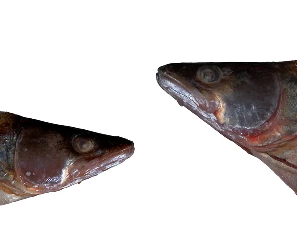 Fish heads isolated — Stock Photo, Image