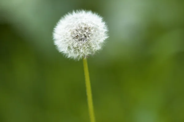 Dandelion on the green summer background — Stock Photo, Image