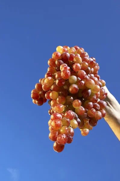 Grape vine — Stock Photo, Image