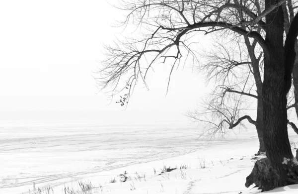 Árbol de invierno — Foto de Stock