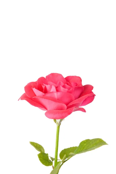 Rosa. — Foto Stock