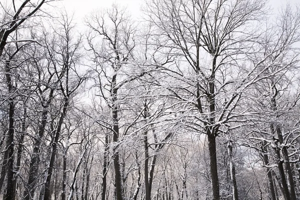 Winter bomen — Stockfoto