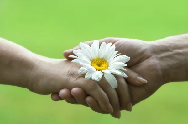 Handshake with daisy — Stock Photo, Image