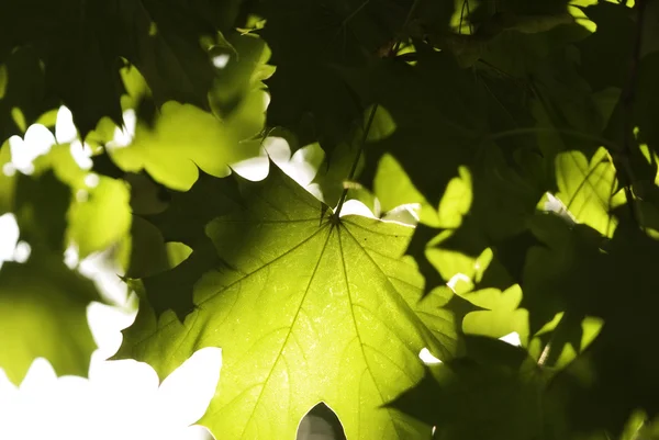 Maple — Stock Photo, Image