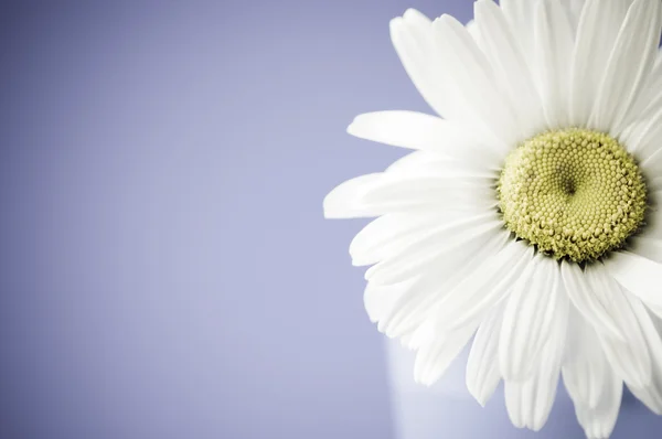 Camomile — Stock Photo, Image