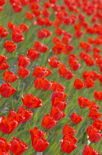 Red tulips — Stock Photo, Image