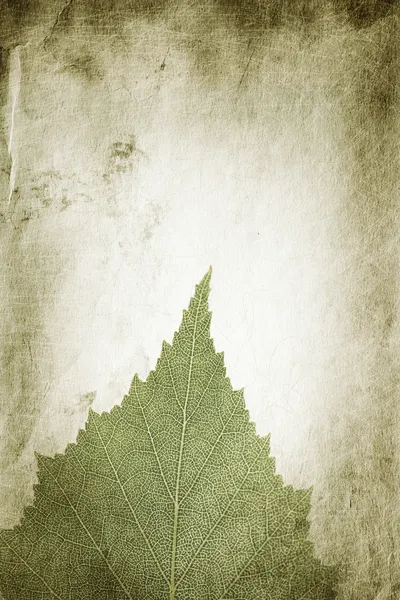 Leaf — Stock Photo, Image