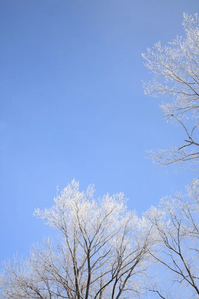 Wintern gün — Stok fotoğraf