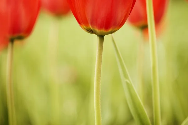 Tulipanes suaves —  Fotos de Stock
