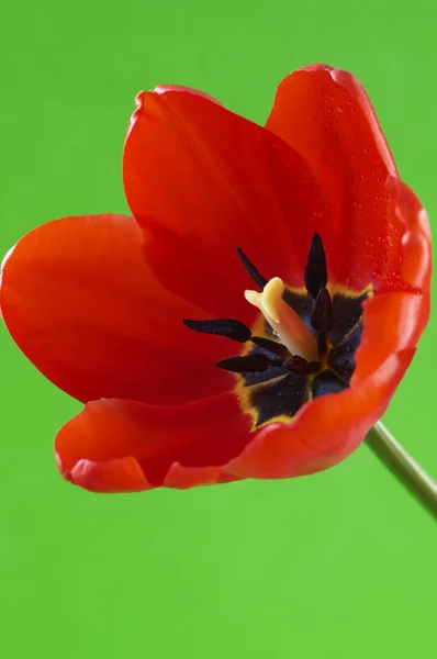 Red tulip in close up — Stock Photo, Image