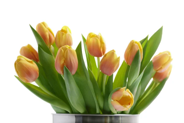 Tulipani — Foto Stock