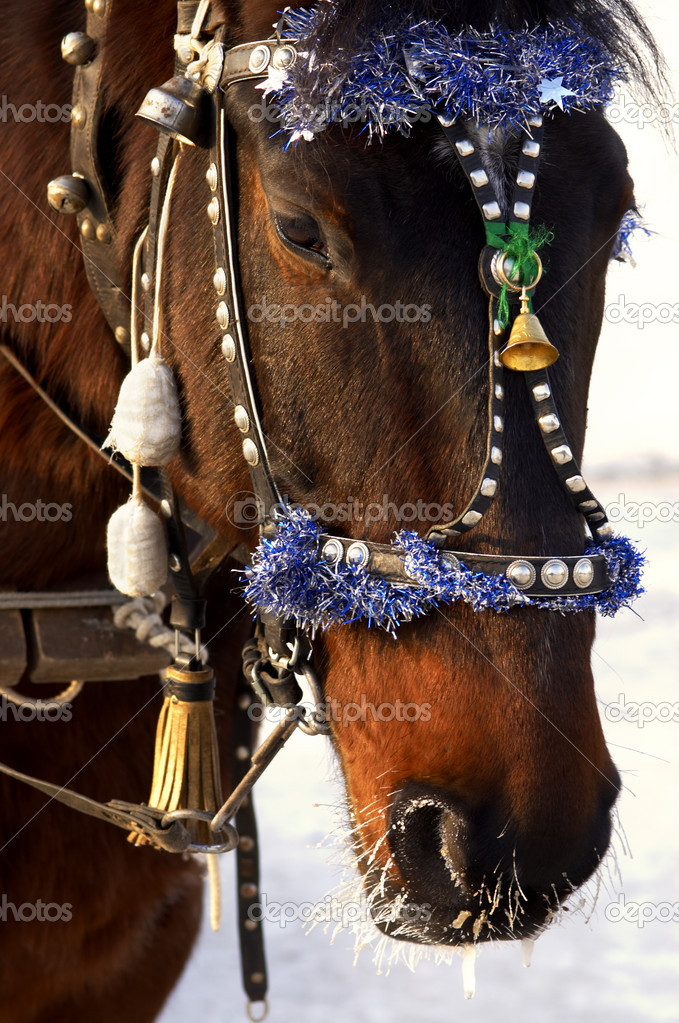 Festive horse