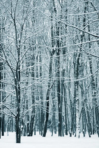 Invierno — Foto de Stock