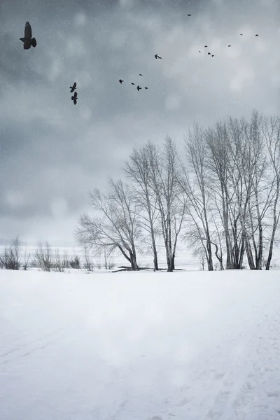 Зимовий пейзаж з літаючими воронми — стокове фото