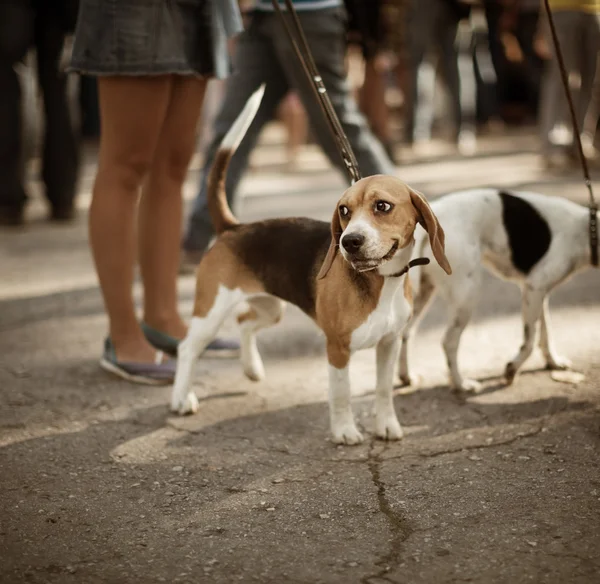 Beagle bonito na rua — Fotografia de Stock