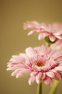 Gerber, yakın çekim