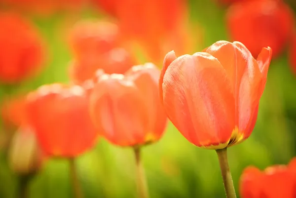 Spring tulips — Free Stock Photo