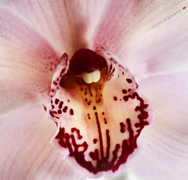 Bella orchidea rosa — Foto Stock