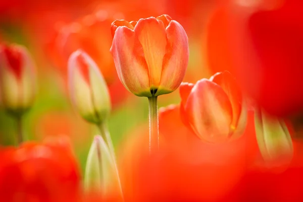 Tulipanes de primavera —  Fotos de Stock