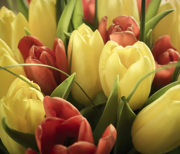 Tulips — Stock Photo, Image