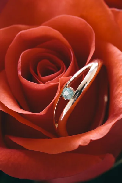 Золотое кольцо с изумрудом в красной розе — стоковое фото