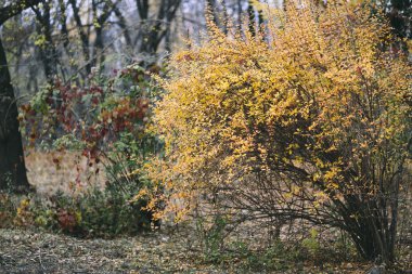 Sarı ve kırmızı ağaç parkta