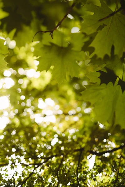 Summer day — Stock Photo, Image