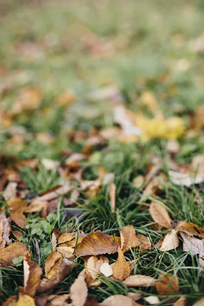 Autumn leaves — Stock Photo, Image