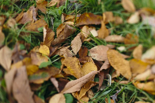 Höst löv på gräset — Stockfoto
