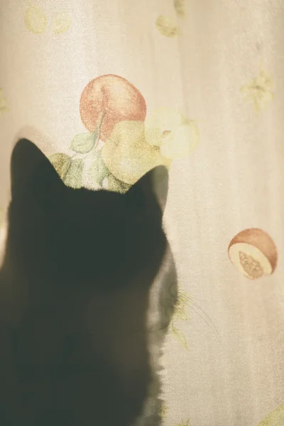 Kattensilhouet — Stockfoto