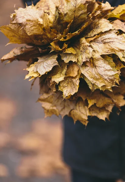 Autumn  leaves — Stock Photo, Image