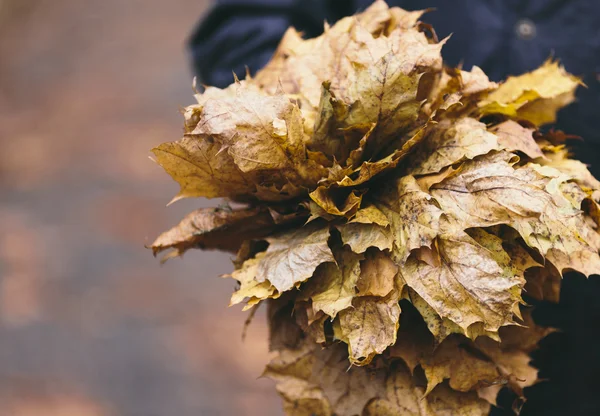 Autumn  leaves . — Stock Photo, Image