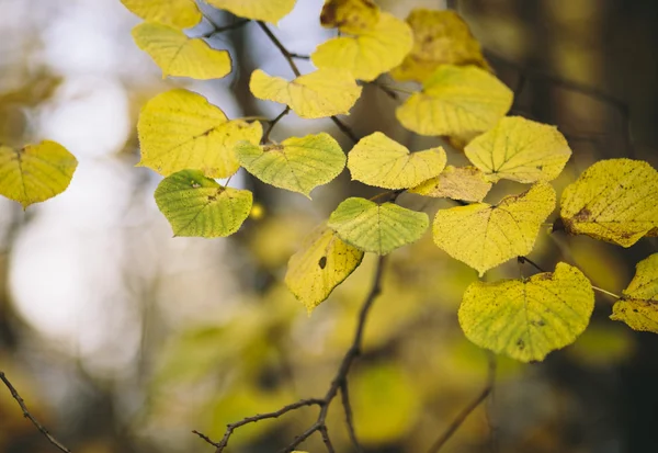 Vackra gula blad . — Stockfoto