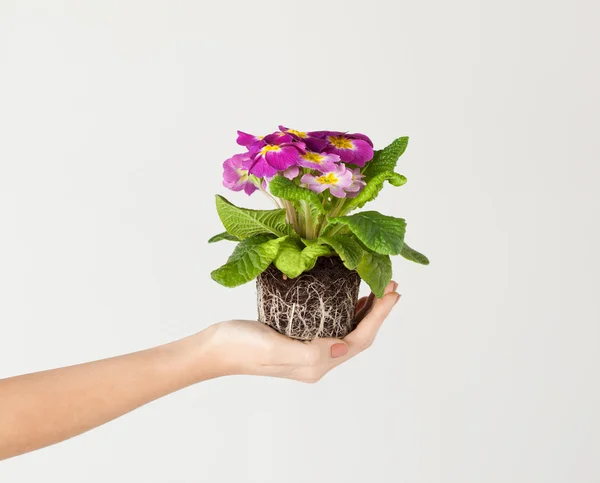 Mãos de mulher segurando flor no solo — Fotografia de Stock