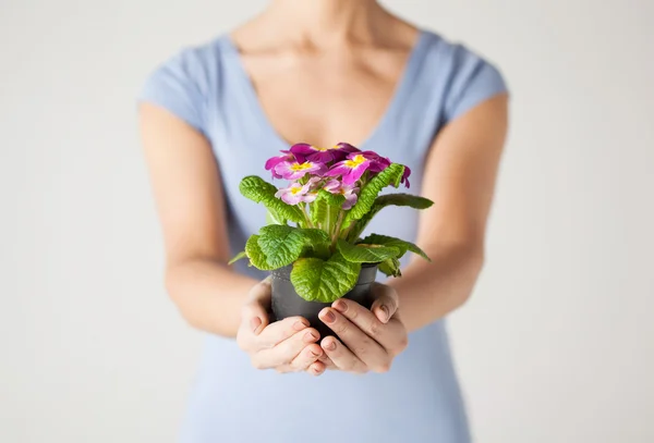 Manos de mujer sosteniendo flor en maceta — Foto de Stock