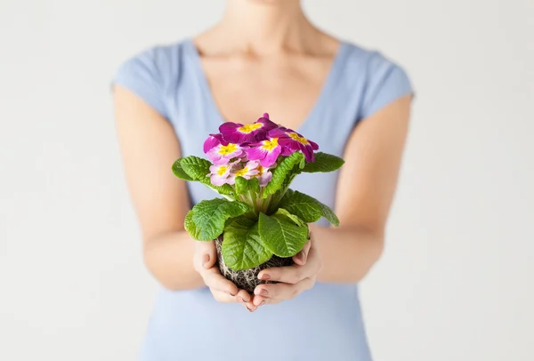 Las manos de la mujer sosteniendo la flor en tierra — Foto de Stock