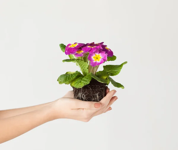 Mãos de mulher segurando flor no solo — Fotografia de Stock