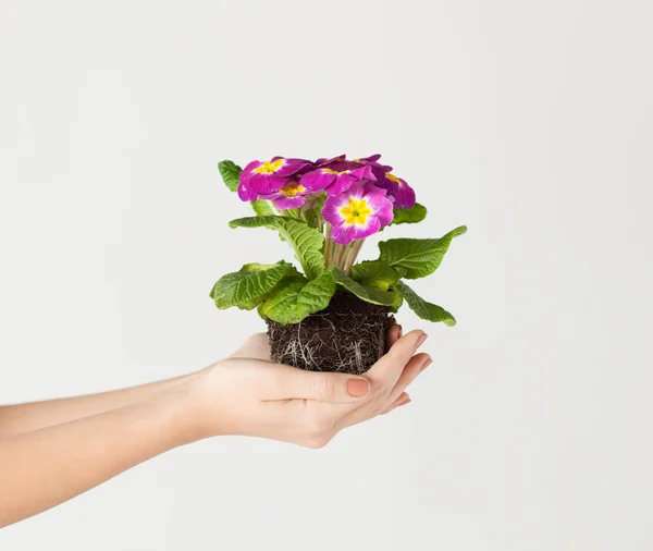 Mãos de mulher segurando flor no solo Fotos De Bancos De Imagens Sem Royalties