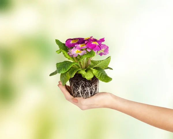 Mãos de mulher segurando flor no solo — Fotografia de Stock