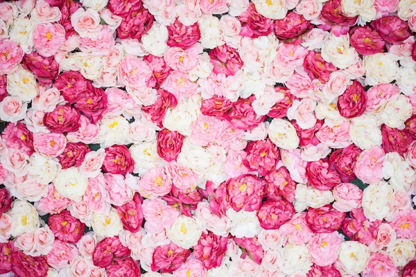 Fondo lleno de peonías blancas y rosadas — Foto de Stock