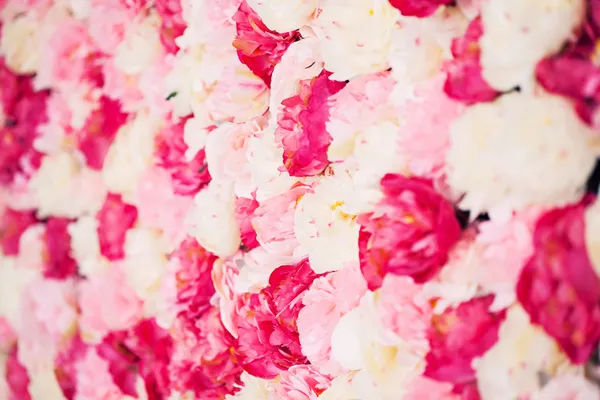 Background full of white and pink peonies — Stock Photo, Image