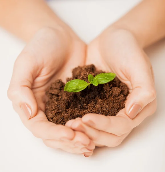 Hands with green sprout and ground — Stock Photo, Image