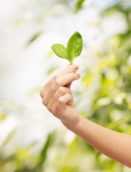 Kvinna hand med grönt spira — Stockfoto